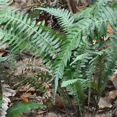 Unverified Fern or Clubmoss at Noosa Heads, QLD - 6 Jul 2025 by ConBoekel