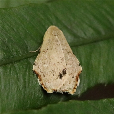 Macaduma toxophora (Lithosiini) at Noosa Heads, QLD - 6 Jul 2025 by ConBoekel