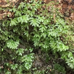 Unverified Moss, Liverwort or Hornwort at Noosa Heads, QLD - 6 Jul 2025 by ConBoekel