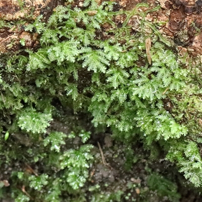 Unverified Moss, Liverwort or Hornwort at Noosa Heads, QLD - 6 Jul 2025 by ConBoekel