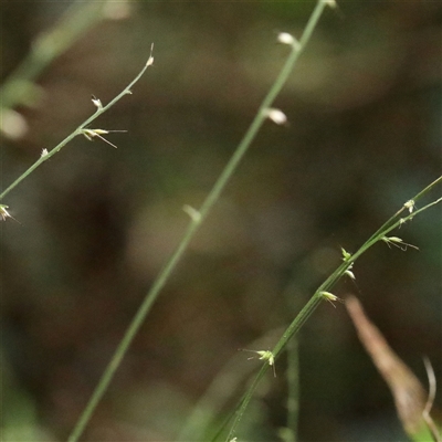 Unverified Grass at Noosa Heads, QLD - 6 Jul 2025 by ConBoekel