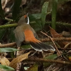 Rhipidura rufifrons (Rufous Fantail) at Noosa Heads, QLD - 6 Jul 2025 by ConBoekel