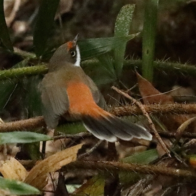 Rhipidura rufifrons (Rufous Fantail) at Noosa Heads, QLD - 6 Jul 2025 by ConBoekel