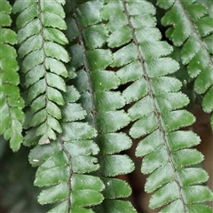 Unverified Fern or Clubmoss at Noosa Heads, QLD - 6 Jul 2025 by ConBoekel