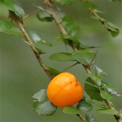 Pittosporum multiflorum (Orange Thorn) at Noosa Heads, QLD - 6 Jul 2025 by ConBoekel