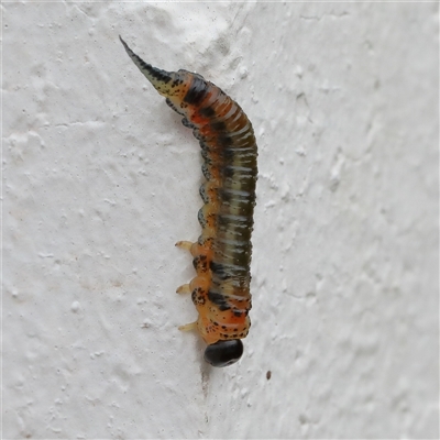 Pterygophorinae (subfamily) (Sawfly) at Noosa Heads, QLD - 6 Jul 2025 by ConBoekel