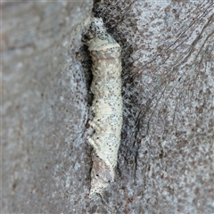 Erebidae IMMATURE (An Erebid moth) at Noosa Heads, QLD - 9 Jul 2025 by ConBoekel