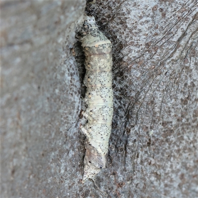 Erebidae IMMATURE (An Erebid moth) at Noosa Heads, QLD - 9 Jul 2025 by ConBoekel