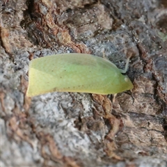 Siphanta (Genus) (A torpedo bug) at Noosa Heads, QLD - 9 Jul 2025 by ConBoekel