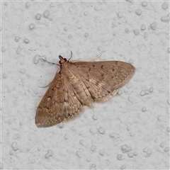 Herpetogramma licarsisalis (Sod Webworm) at Noosa Heads, QLD - 9 Jul 2025 by ConBoekel