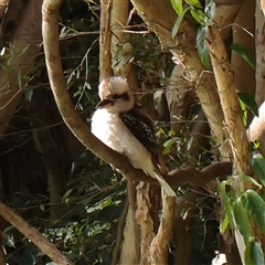 Dacelo novaeguineae (Laughing Kookaburra) at Sunshine Beach, QLD - 9 Jul 2025 by ConBoekel