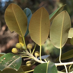 Ficus (genus) at Sunshine Beach, QLD - 9 Jul 2025 by ConBoekel