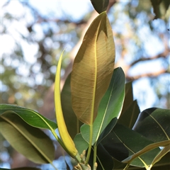 Ficus (genus) at Sunshine Beach, QLD - 9 Jul 2025 03:52 PM