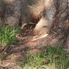 Ficus (genus) at Sunshine Beach, QLD - 9 Jul 2025 03:52 PM