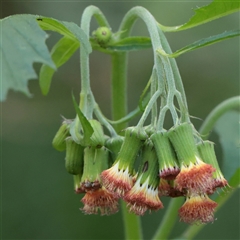 Unverified Daisy at Sunshine Beach, QLD - 9 Jul 2025 by ConBoekel