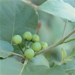 Unverified Other Shrub at Sunshine Beach, QLD - 9 Jul 2025 by ConBoekel