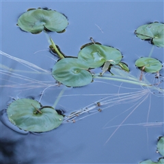 Unverified Other Fresh Water Plant at Sunshine Beach, QLD - 9 Jul 2025 by ConBoekel