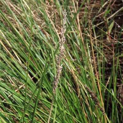 Carex appressa (Tall Sedge) at Harrison, ACT - 13 Mar 2020 by AndyRoo
