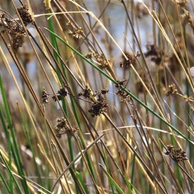 Juncus (genus) (A Rush) at Harrison, ACT - 13 Mar 2020 by AndyRoo