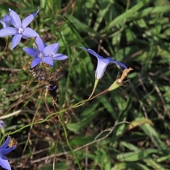Wahlenbergia capillaris (Tufted Bluebell) at Harrison, ACT - 13 Mar 2020 by AndyRoo