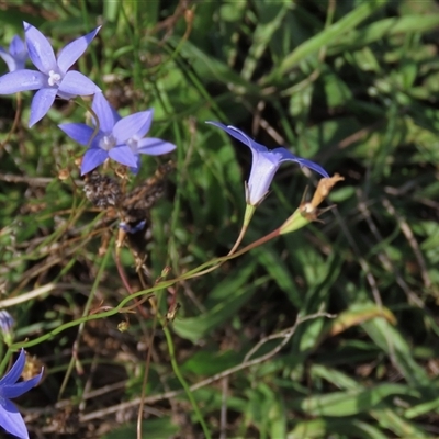 Wahlenbergia capillaris (Tufted Bluebell) at Harrison, ACT - 13 Mar 2020 by AndyRoo