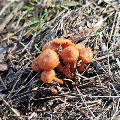 Laccaria sp. (Laccaria) at Hawker, ACT - 19 Jul 2025 by sangio7