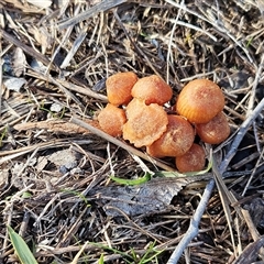 Laccaria sp. at Hawker, ACT - 19 Jul 2025 11:05 AM