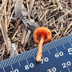 Laccaria sp. at Hawker, ACT - 19 Jul 2025 11:05 AM
