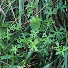 Geranium sp. Pleated sepals (D.E.Albrecht 4707) Vic. Herbarium (Naked Crane's-bill) at Harrison, ACT - 13 Mar 2020 by AndyRoo
