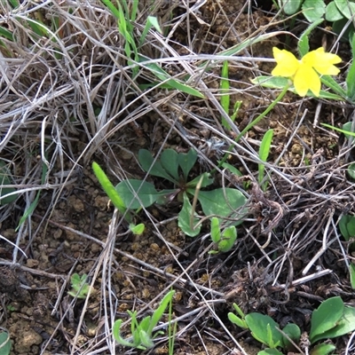 Goodenia pinnatifida (Scrambled Eggs) at Franklin, ACT - 13 Mar 2020 by AndyRoo