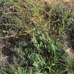 Rumex dumosus (Wiry Dock) at Franklin, ACT - 13 Mar 2020 by AndyRoo