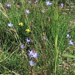 Wahlenbergia capillaris (Tufted Bluebell) at Harrison, ACT - 13 Mar 2020 by AndyRoo