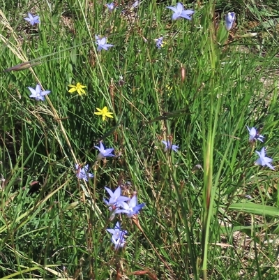 Wahlenbergia capillaris (Tufted Bluebell) at Harrison, ACT - 13 Mar 2020 by AndyRoo