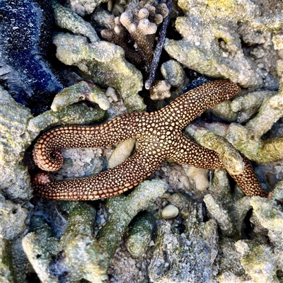 Unverified Sea Star at Undefined - 26 Jul 2025 by PippaH