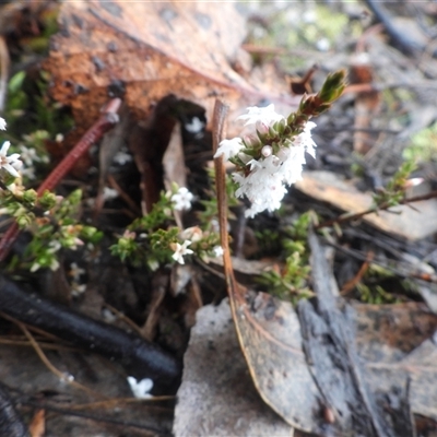 Styphelia attenuata (Small-leaved Beard Heath) at Tharwa, ACT - 27 Jul 2025 by DavidDedenczuk