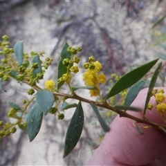 Acacia buxifolia subsp. buxifolia (Box-leaf Wattle) at Tharwa, ACT - 27 Jul 2025 by DavidDedenczuk
