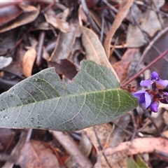 Hardenbergia violacea (False Sarsaparilla) at Tharwa, ACT - 27 Jul 2025 by DavidDedenczuk