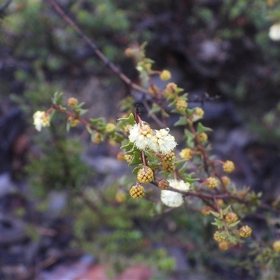 Acacia gunnii (Ploughshare Wattle) at Tharwa, ACT - 27 Jul 2025 by DavidDedenczuk