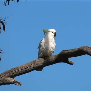 Cacatua galerita (Sulphur-crested Cockatoo) at Franklin, ACT - 6 Sep 2020 by AndyRoo