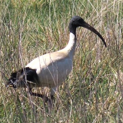 Threskiornis molucca (Australian White Ibis) at Franklin, ACT - 6 Sep 2020 by AndyRoo