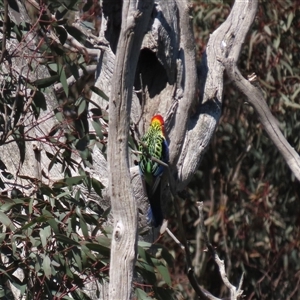 Platycercus eximius (Eastern Rosella) at Franklin, ACT - 6 Sep 2020 by AndyRoo