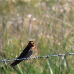 Hirundo neoxena (Welcome Swallow) at Franklin, ACT - 6 Sep 2020 by AndyRoo