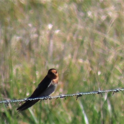 Hirundo neoxena (Welcome Swallow) at Franklin, ACT - 6 Sep 2020 by AndyRoo