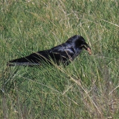 Corvus coronoides (Australian Raven) at Franklin, ACT - 6 Sep 2020 by AndyRoo