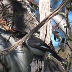 Cracticus torquatus (Grey Butcherbird) at Franklin, ACT - 6 Sep 2020 by AndyRoo
