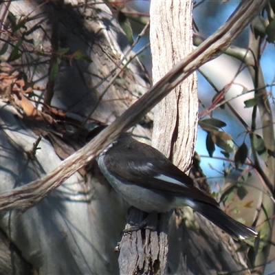 Cracticus torquatus (Grey Butcherbird) at Franklin, ACT - 6 Sep 2020 by AndyRoo