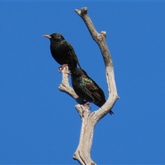 Sturnus vulgaris (Common Starling) at Franklin, ACT - 6 Sep 2020 by AndyRoo