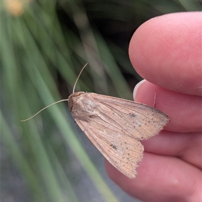 Mythimna (Pseudaletia) convecta (Common Armyworm) at Canberra, ACT - 29 Jul 2025 by Miranda