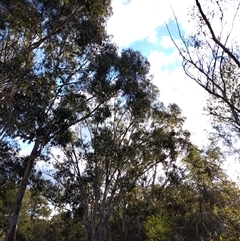 Callocephalon fimbriatum at Mawson, ACT - 29 Jul 2025 by shube