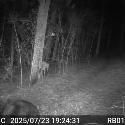 Vombatus ursinus (Bare-nosed Wombat, Common wombat) at Bucketty, NSW - 23 Jul 2025 by MartinPredavec